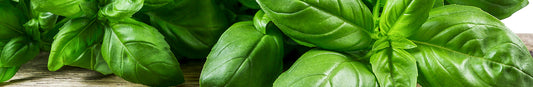Basil: Sow and Grow Guide