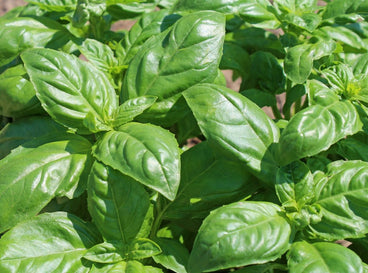 An overhead shot of an herb in a well lit area