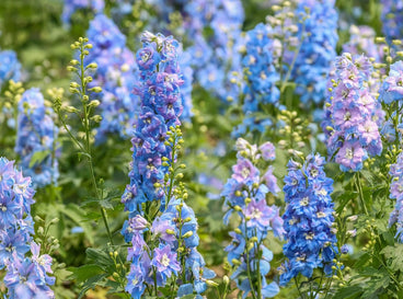Blue flowers in a field, specifically Larkspur with different hues, having buds and green foliage