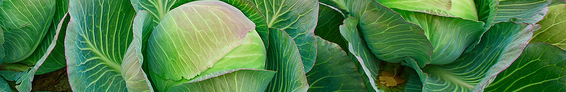 Cabbage: Sow and Grow Guide