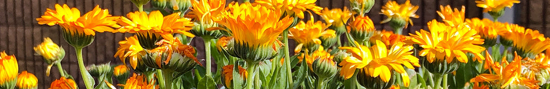 Calendula: Sow and Grow Guide