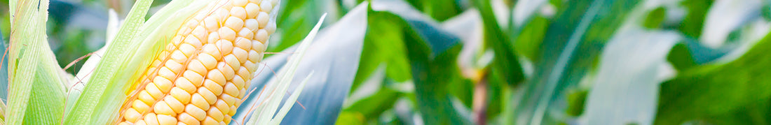 Corn: Pollination