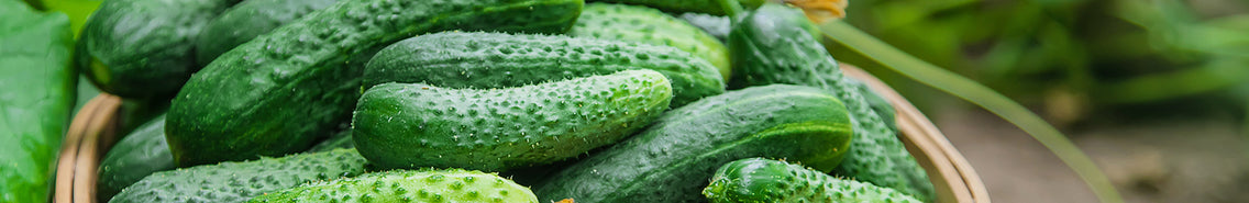 Cucumber: Sow and Grow Guide