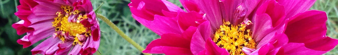 10 Easy Cutting Flowers to Direct Sow