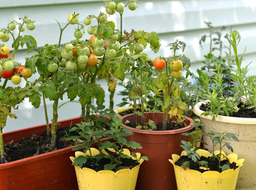 9 Tricks for a Productive Edible Container Garden