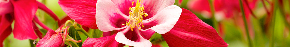Fall Sown Flowers