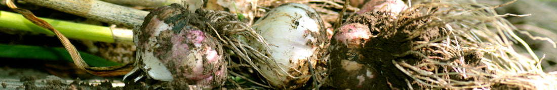 Garlic: Harvesting, Curing, and Storage