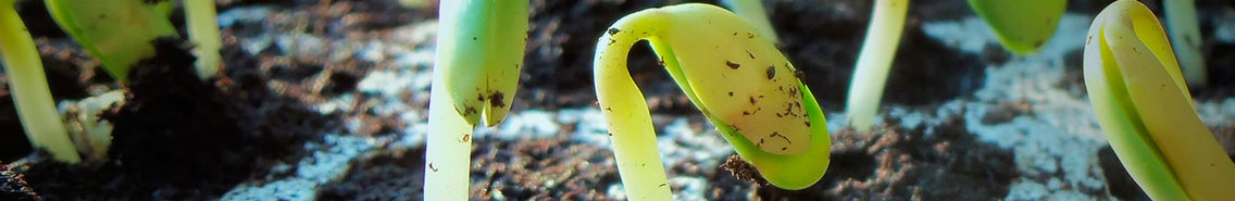 Getting the Best Germination