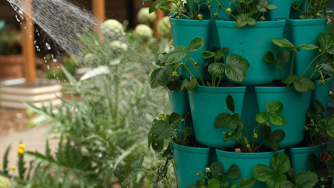 19 Best Plants to Grow in A GreenStalk Planter