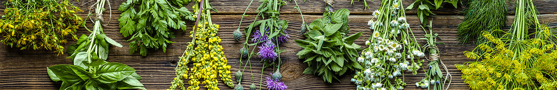 Herbs: How to Preserve