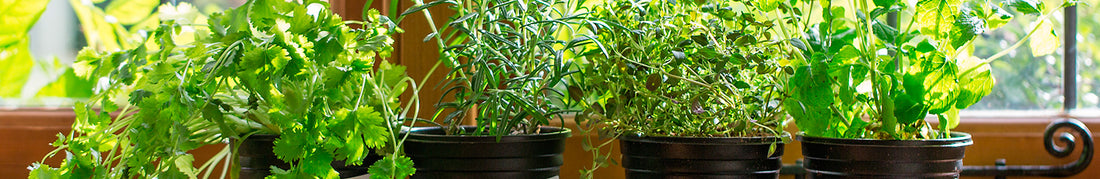 Herbs: DIY Indoor Garden