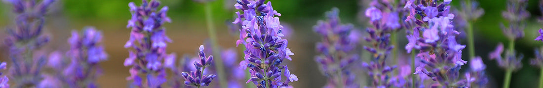 Lavender: Sow and Grow Guide