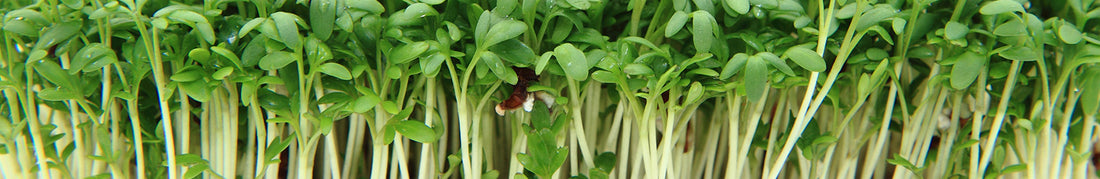 Microgreens and Baby Greens: Sow and Grow Guide