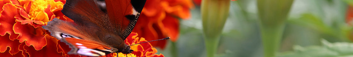 Marigold: Sow and Grow Guide
