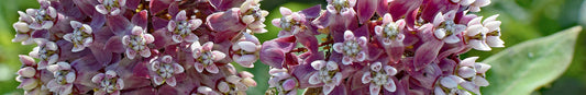 Milkweed: Sow and Grow Guide
