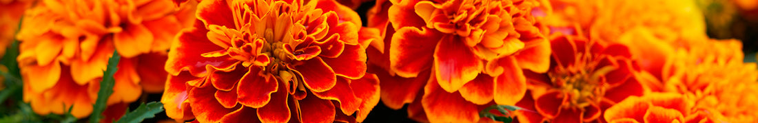 9 Plants to Repel Mosquitoes