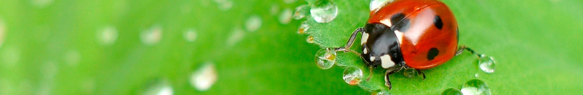 Pests: Prevention Methods