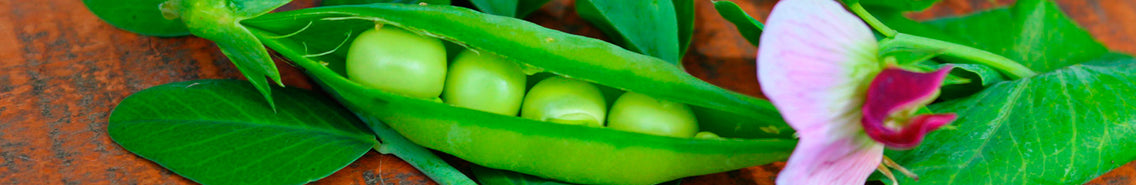 Pea: Sow and Grow Guide