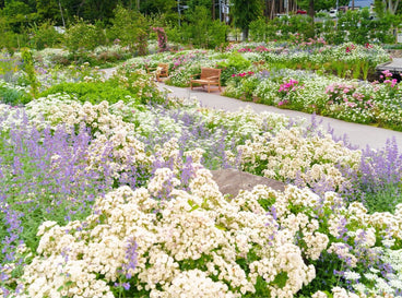 Plant summer perennials in a place with sunlight, with catmint and other blooms surrounding the area
