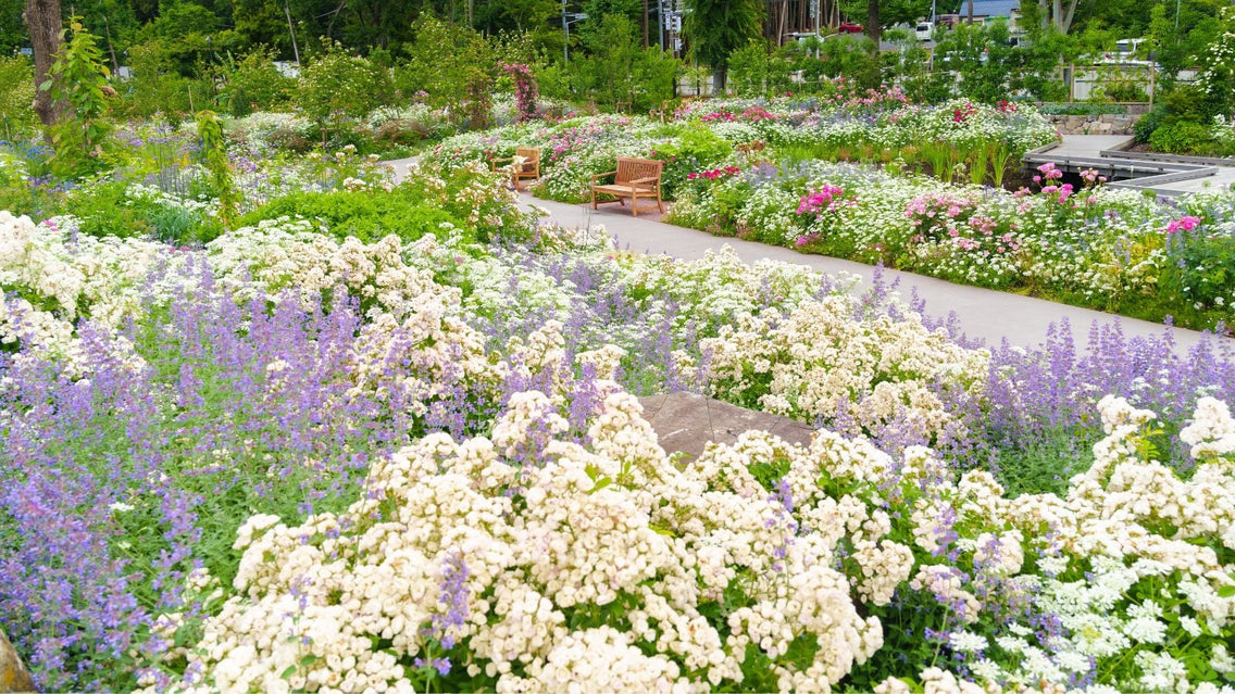 Plant summer perennials in a place with sunlight, with catmint and other blooms surrounding the area