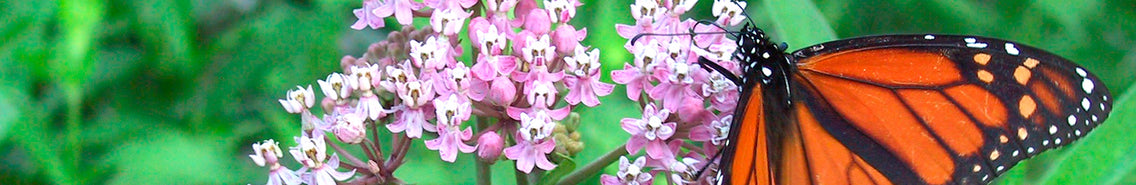 Help Save the Monarch