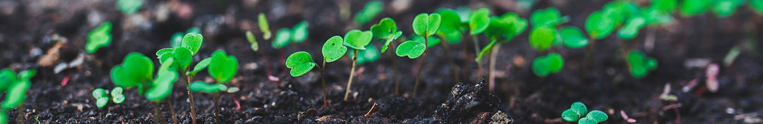 Seed Starting Basics