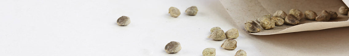 Seed Storage 101