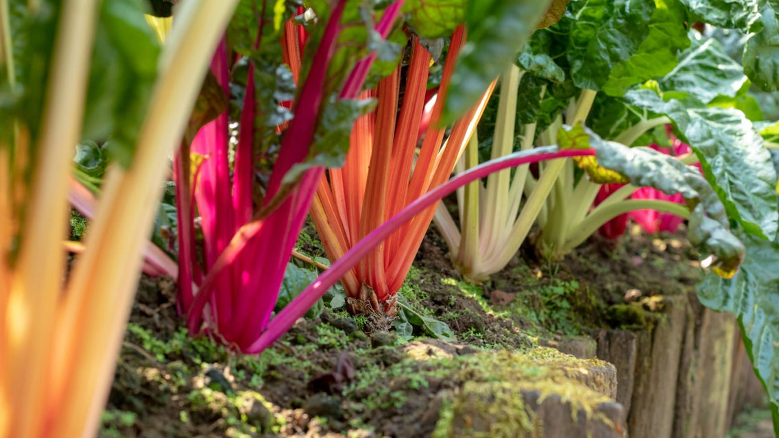 Rainbow-colored stems of swiss chard topped by crinkly green leaves grow in the garden.