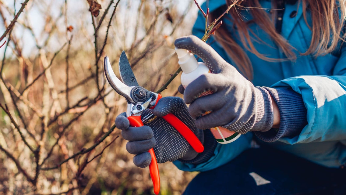 A gardener sprays pruners with disinfectant before pruning a rose bush.