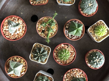 Many baby cacti grow in small pots.