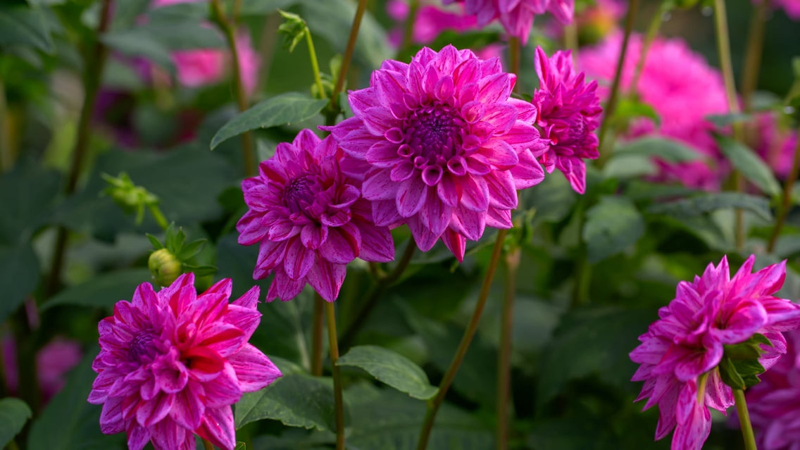 Violet dahlias flowers grow from bulbs planted in Spring.