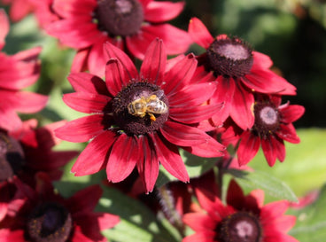 Close up of deep red Cherry Brandy black-eyed Susan blooms, with a bee visiting the center flower.