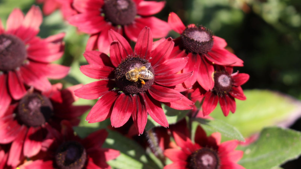Close up of deep red Cherry Brandy black-eyed Susan blooms, with a bee visiting the center flower.