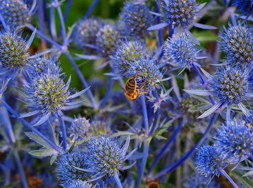 Glittering blue sea holly is visited by a bee in the garden.