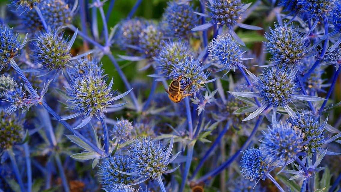 Glittering blue sea holly is visited by a bee in the garden.