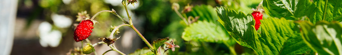 Strawberry: Sow and Grow Guide