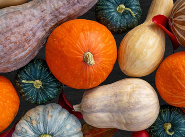 Thanksgiving squash varieties placed beside each other, having different crops with different shapes, sizes and colors