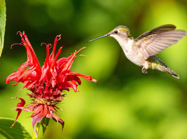 This red bloom is one of the flowers attract hummingbirds appearing brown and vibrant