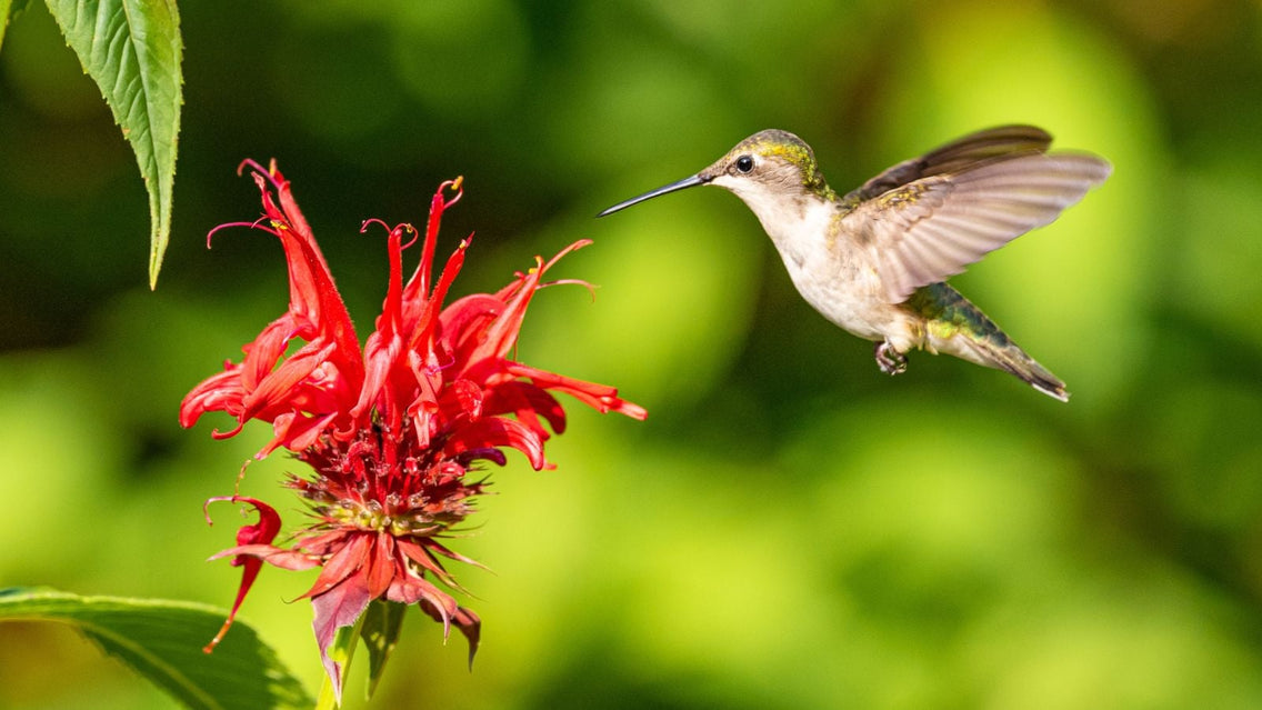 This red bloom is one of the flowers attract hummingbirds appearing brown and vibrant