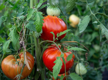 Tomatoes Fruiting in Late Season
