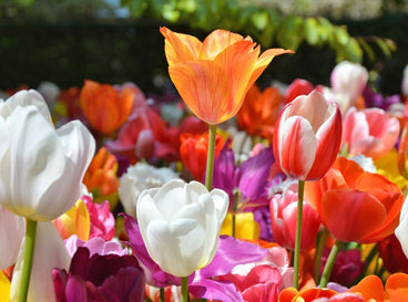 A shot of several colorful flowers showcasing tulip varieties