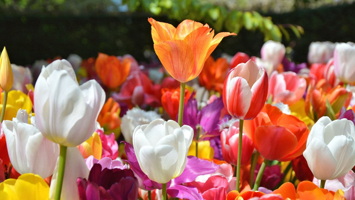 A shot of several colorful flowers showcasing tulip varieties