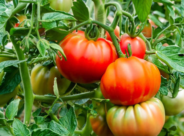 Unusual tomato varieties with the fruits still attached to the plant