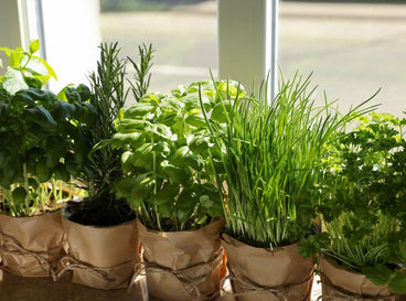 Windowsill herbs growing in containers appearing to have lush and thick healthy foliage receiving abundant sunlight from outdoors entering the room through the window