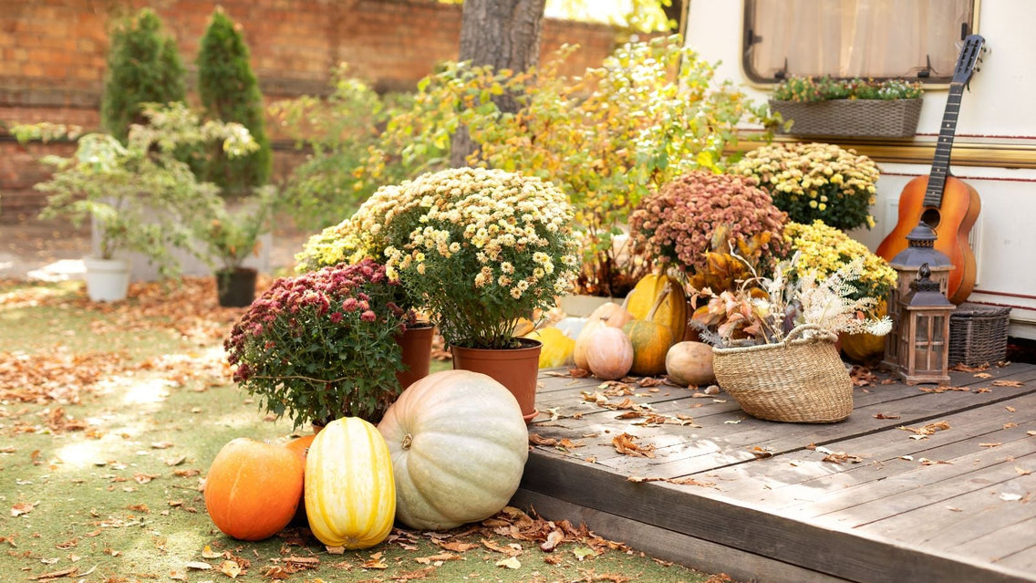 Fall container plants on a wooden porch with pumpkins scattered about while a guitar rests against the white wall