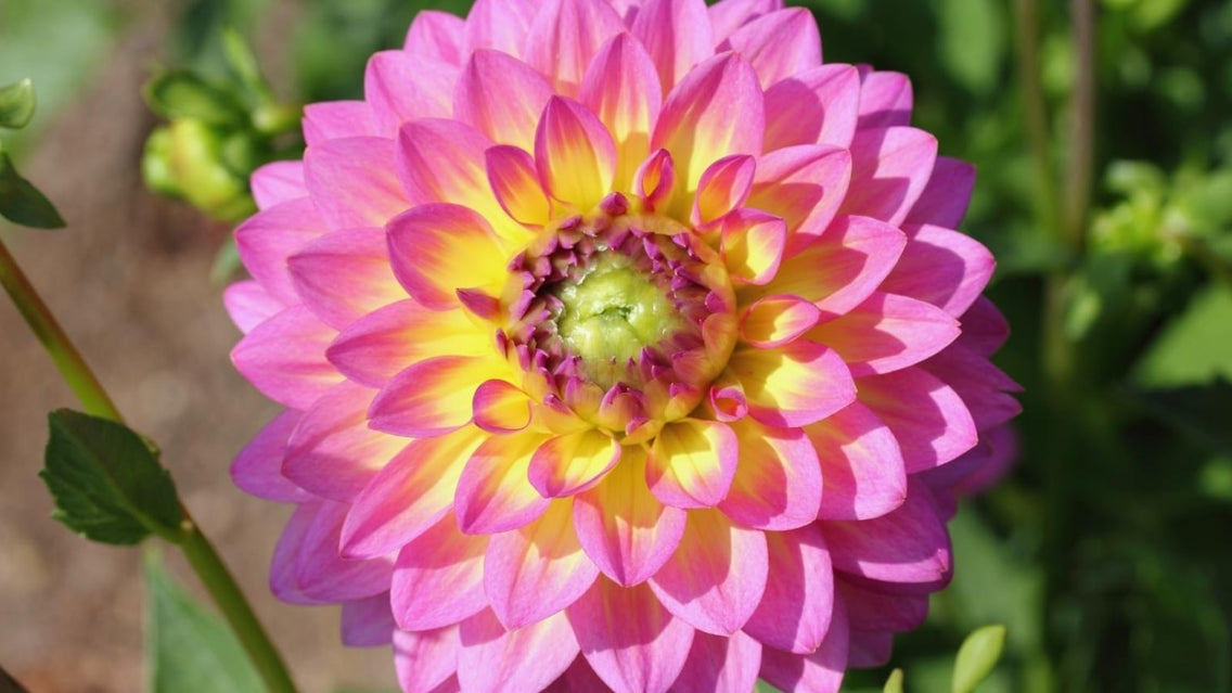 flowers bloom all season