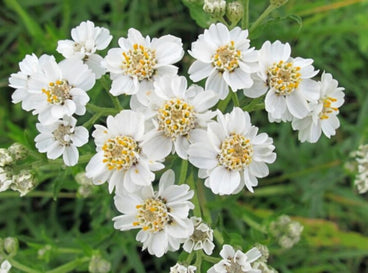 Flowers with 10 Flower Petals