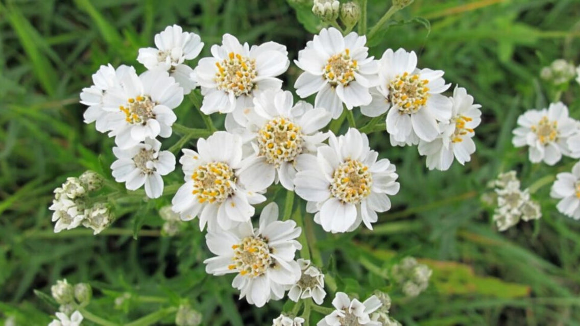Flowers with 10 Flower Petals