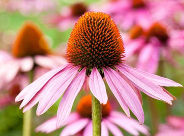 full sun perennials