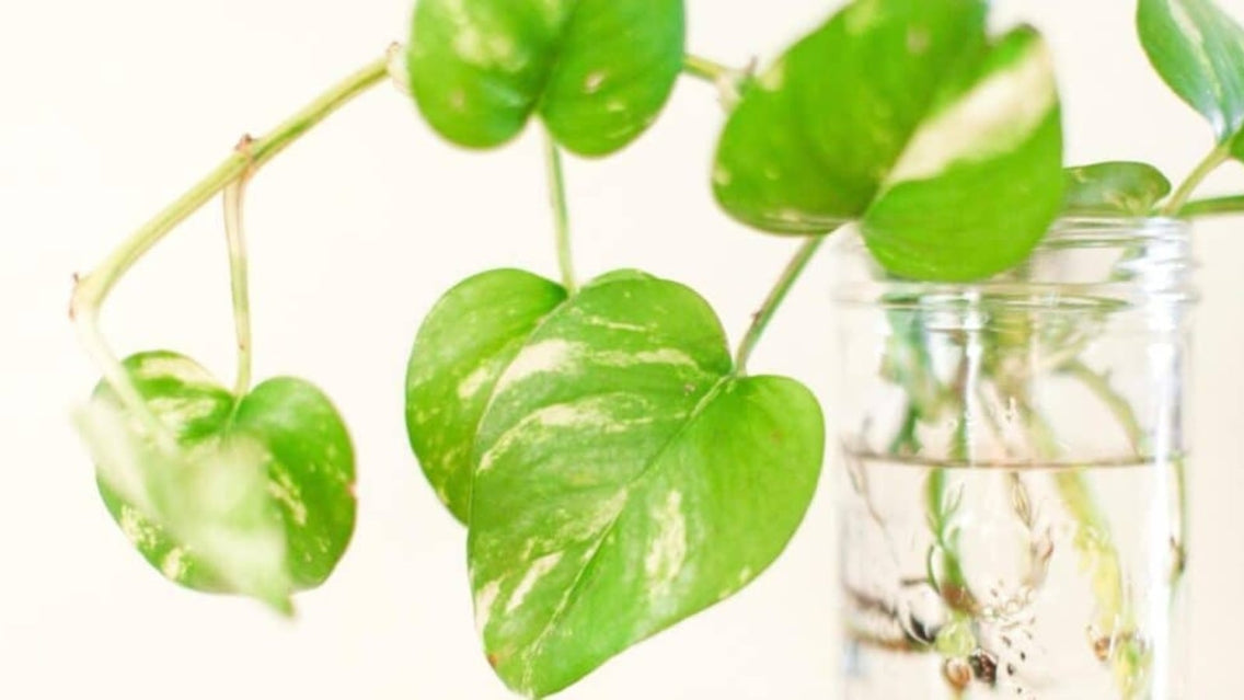 houseplants that grow in water